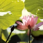 The Five Mindfulness Trainings