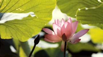 lotus, Buddhism, Thich Nhat Hanh, Lion's Roar, Five Precepts, mindfulness, five mindfulness trainings, Buddhist ethics,
