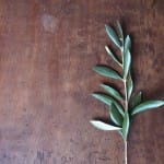 An Olive Branch to host Buddhist ethics webinar