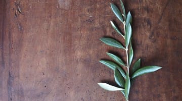 An Olive Branch Be Proactive Abuse of Power Confronting Buddhism Sangha Teachers Misconduct Controversy
