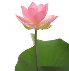 lotus