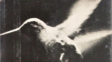 Henry miller Buddhist Lion's Roar hummingbird
