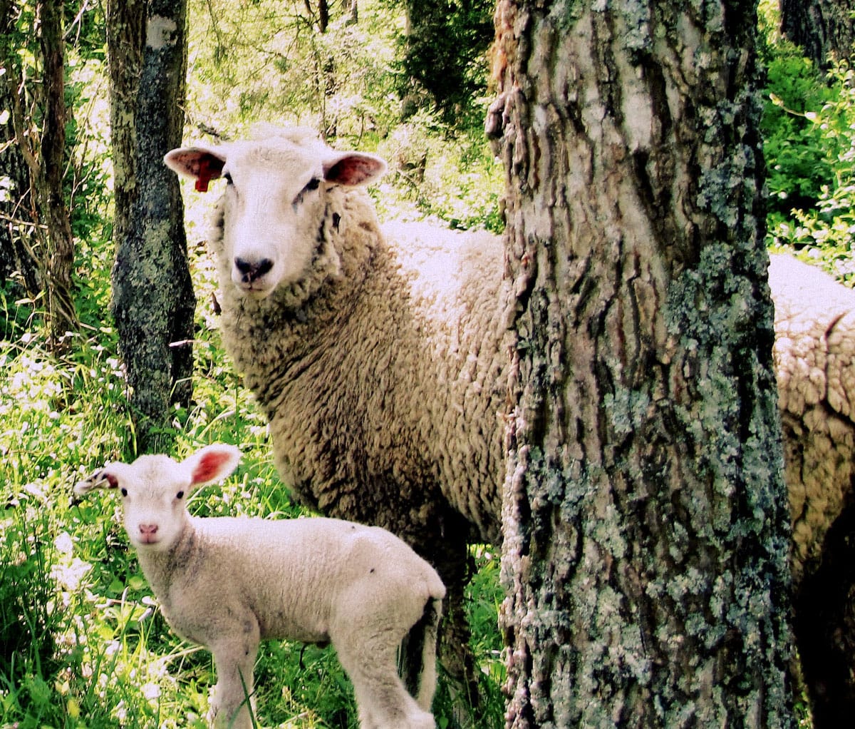the year of the Wood Sheep Lion's Roar