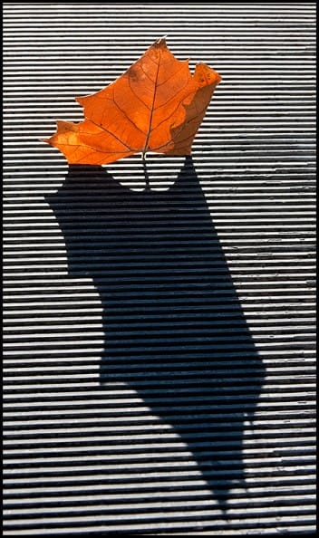 photo of the week andy karr contemplative photography miksang seeing fresh leaf metal grate shadow
