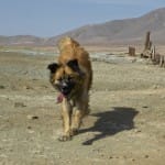 Looking for a lost dog
