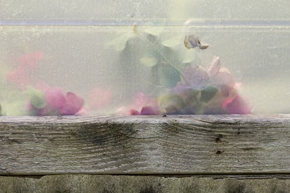 seeing fresh, photo of the week, contemplative photography, andy karr, lion's roar, miksang