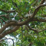 Let Me Know When You See the Iguana
