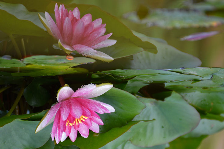 Lotus flower