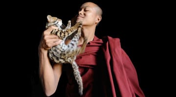 temple, cats, thailand, david wooster, lion's roar, kickstarter, crowdfunding, news