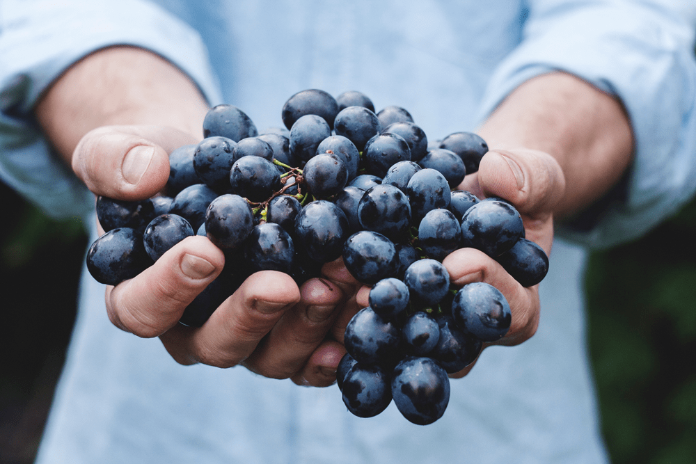 A photo of a person holding grapes.