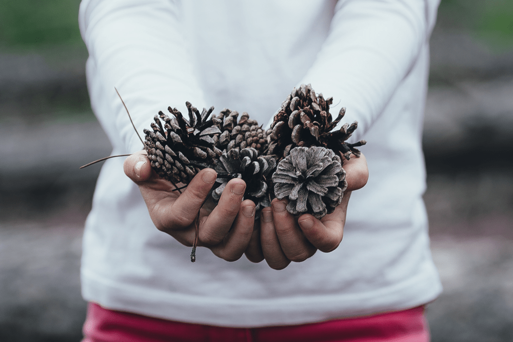 A photo of a person in a white shirt holding pine cones.