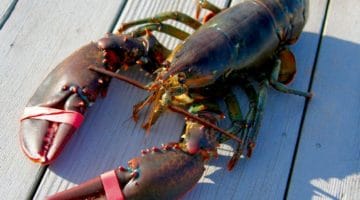 Lobster.