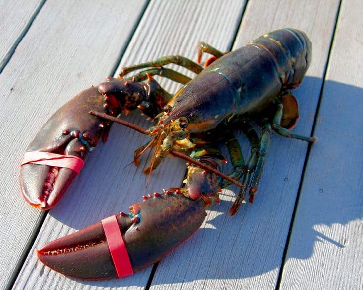 Lobster.