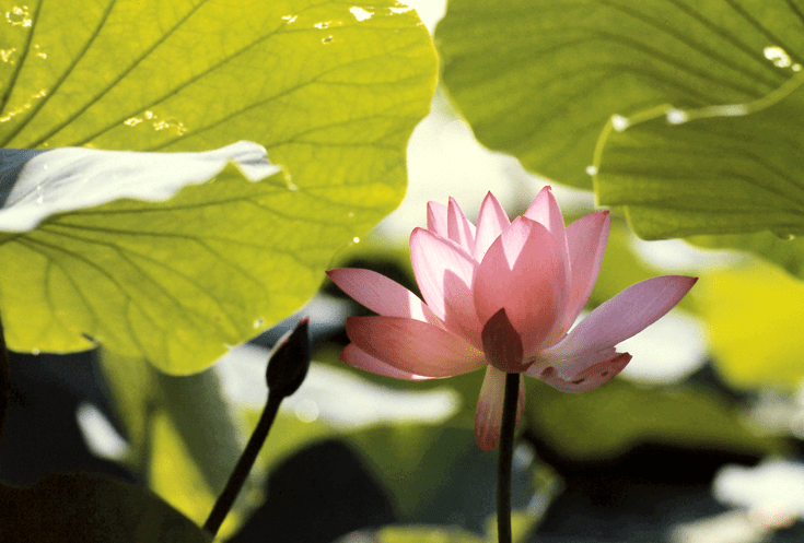 Pink lotus flower with green leaves.