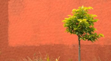Tree on orange background.