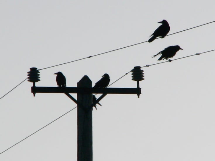 Crows on wires.