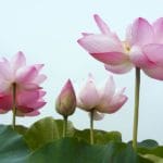 What Actually Happens in the Lotus Sutra?