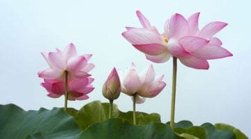 Group of lotuses.