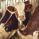 A Plea for the Animals