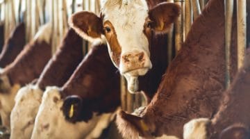 Cows in a slaughterhouse.