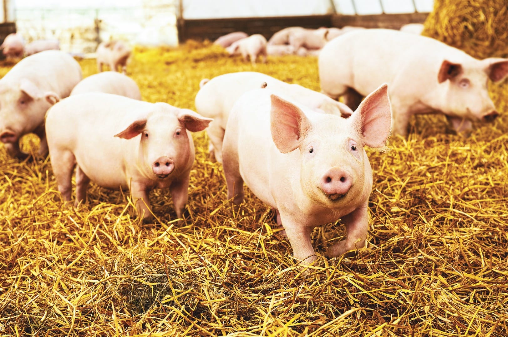 herd of young piglet on hay and straw at pig breeding farm