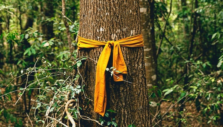 Ordained tree. An orange piece of fabric tied around a tree trunk in the forest.