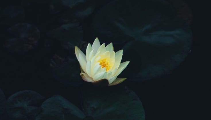 lotus-big-1