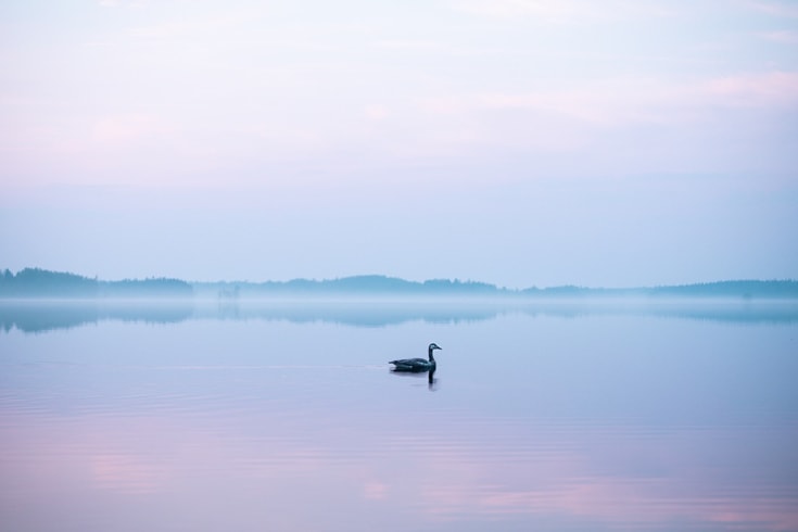 A bird swimming on a blue lake.