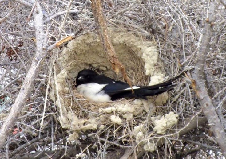 Magpie nesting in brush.