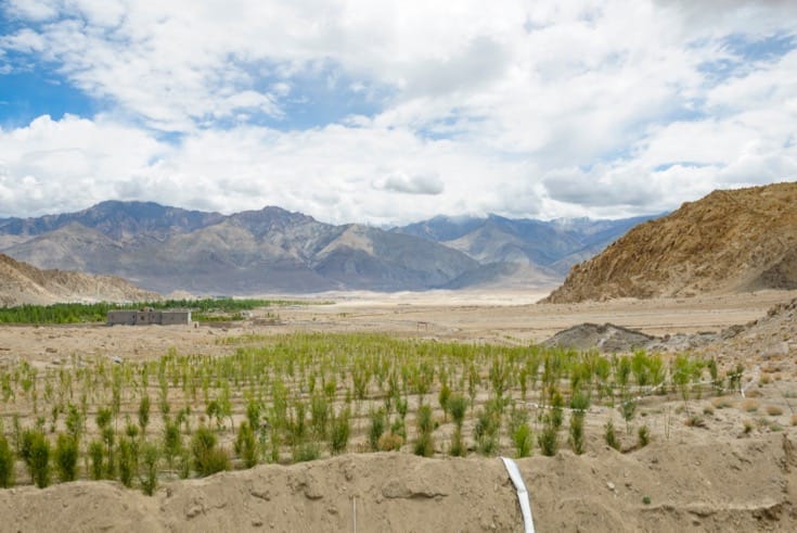 A plantation of 5,000 trees in the desert valley.