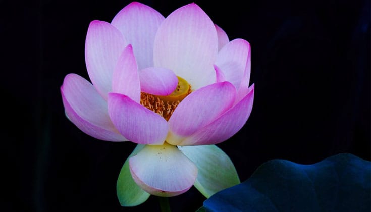 A pink flower blooming against a black backround