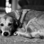 Q&A: Suzanne Clothier on what animals teach us about life and letting go