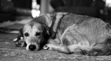 a dog named dominga