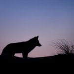 The Nature of Fear