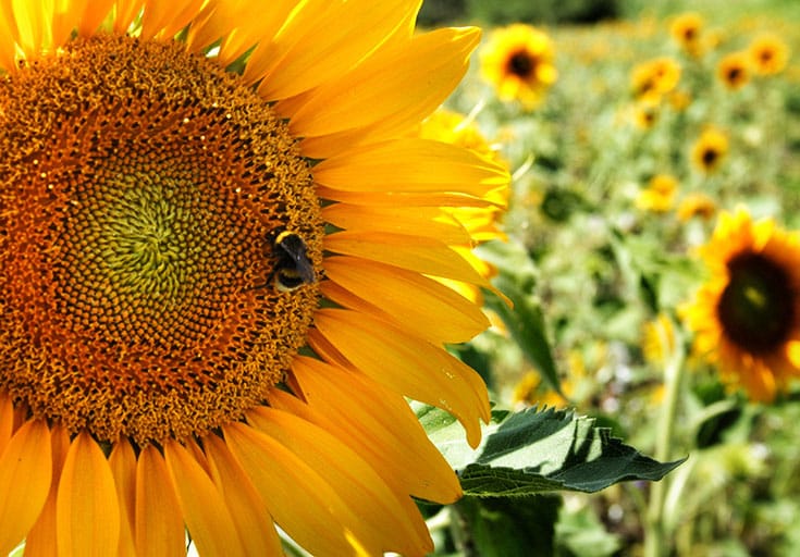 Bumblebee on a sunflower