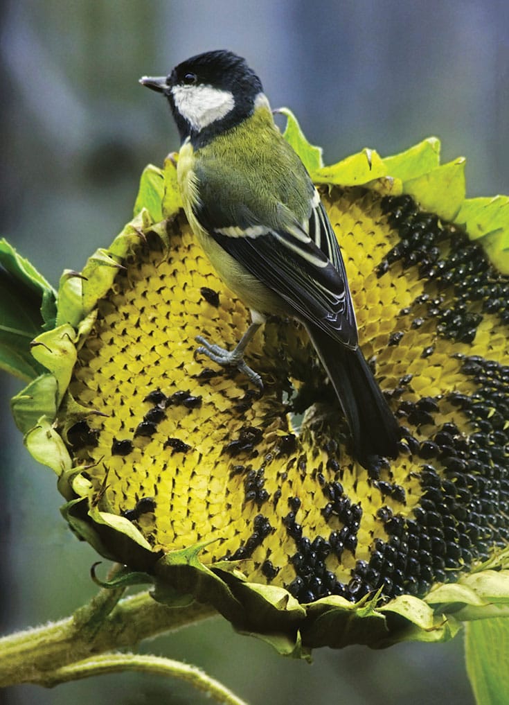 bird on a sunflower