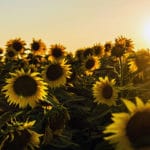 See the Universe in a Sunflower