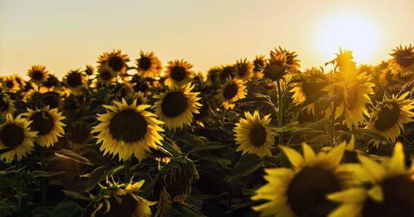 See the Universe in a Sunflower