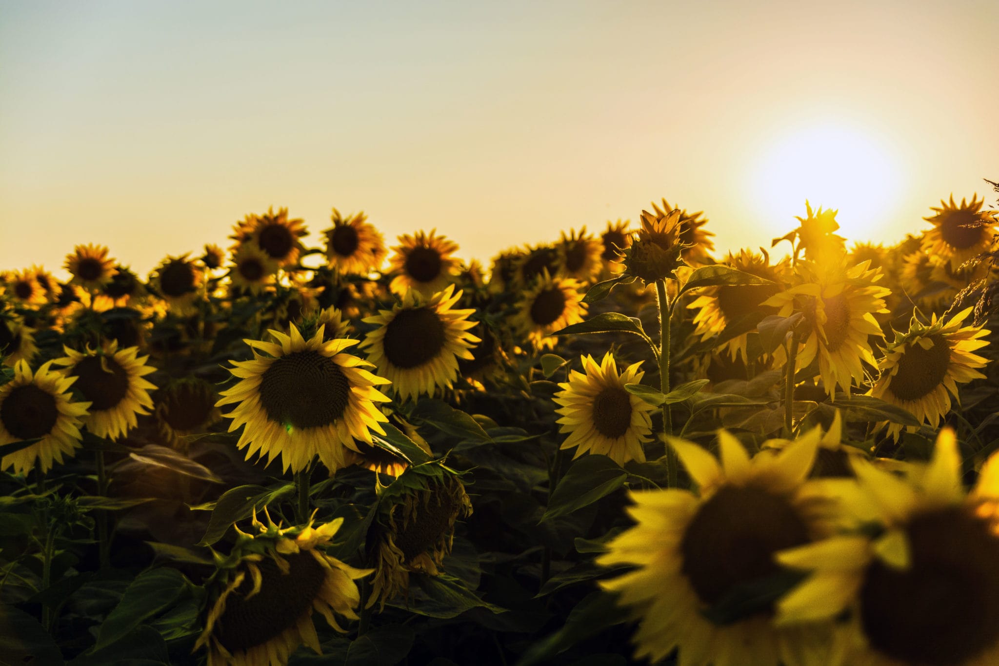 Field of sunflowers