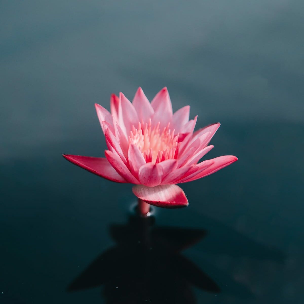 What Is The Meaning Of The Lotus In Buddhism Lions Roar