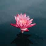 What is the Meaning of the Lotus in Buddhism?