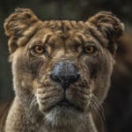 What the Animals Taught
