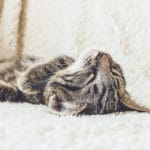 Looking Into Laziness