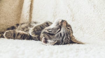 Lazy cat lying on the couch.