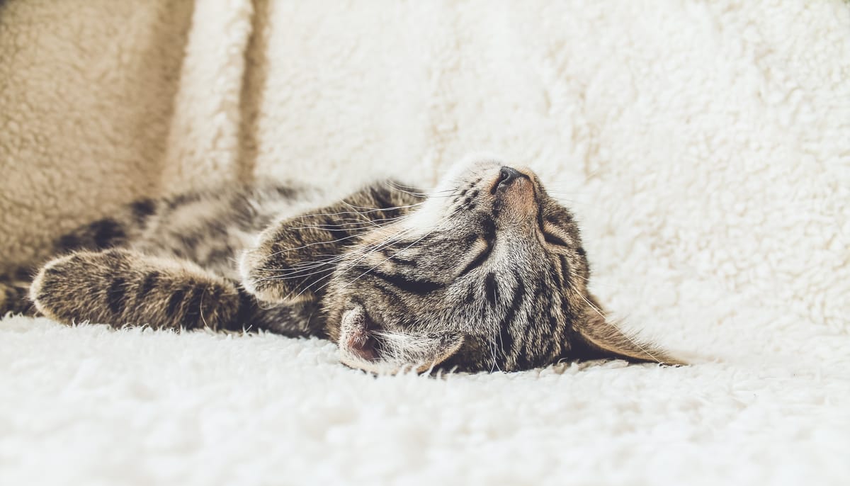 A brown striped cat lays on it's back on a white couch. It is sleeping