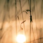 Touching the Ocean of Boundless Compassion