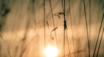 Grasshopper on a stalk of grass at sunet.