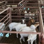 Farm animals find new life as Buddhists rescue them from slaughter