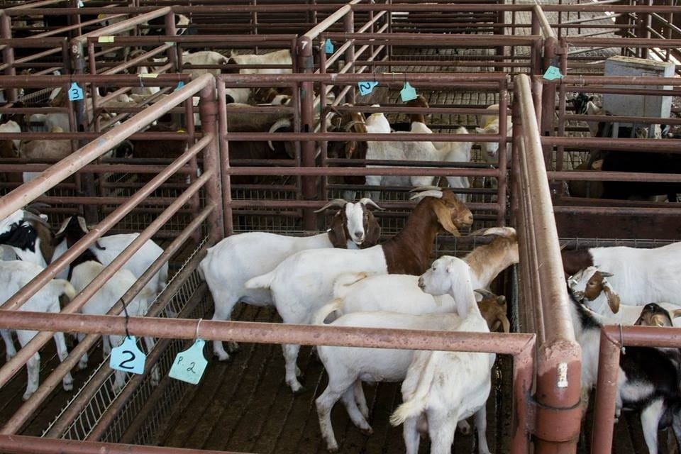 Goats at auction.