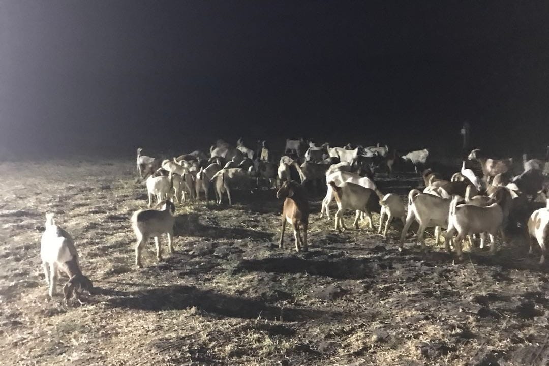 Goats grazing at night.